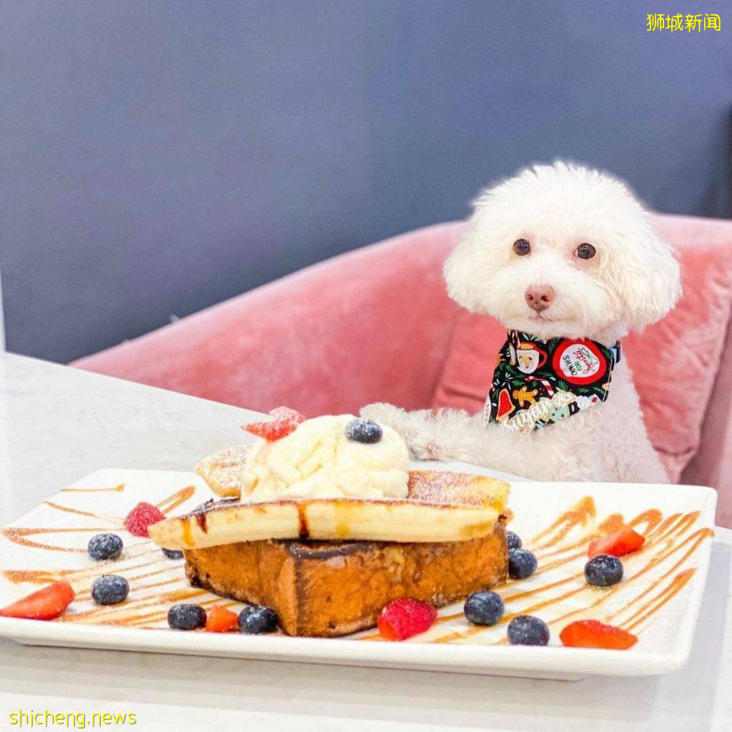 Wooftopia俏皮可爱宠物咖啡厅🐶 呆萌哈士奇坐镇!纯撸狗或带上自家狗狗都可以👌