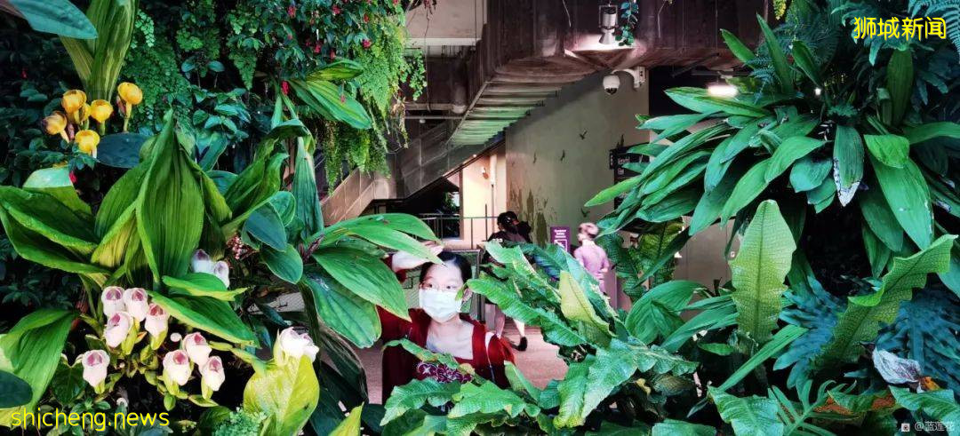 新加坡親子好去處！濱海灣～花穹～雲霧森林～空中步道半日遊