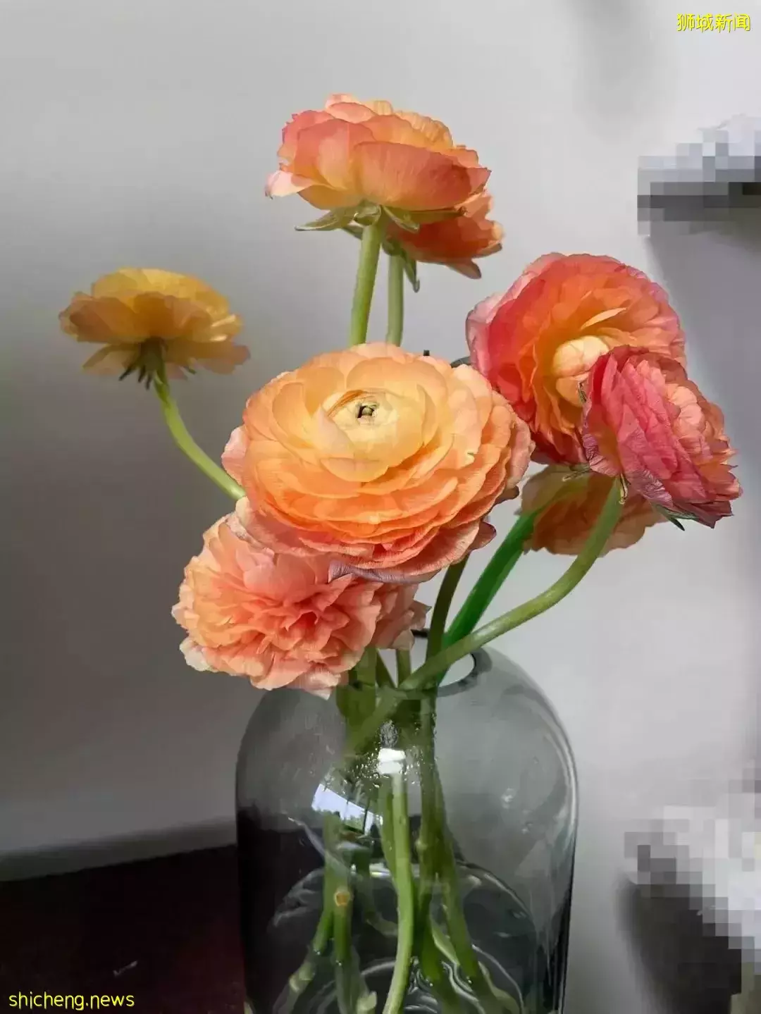 鮮花在熱帶也能養1個月？資深花友新加坡買花、養護大揭秘