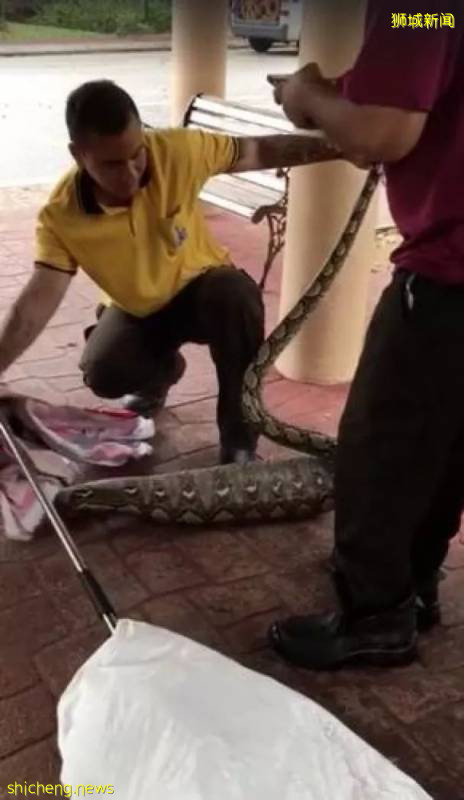 新加坡的这只蟒蛇,活生生吞了一只网红猫