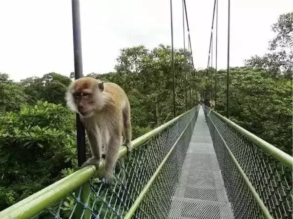 新加坡人深夜排队，翻新一年多的网红景点又开了