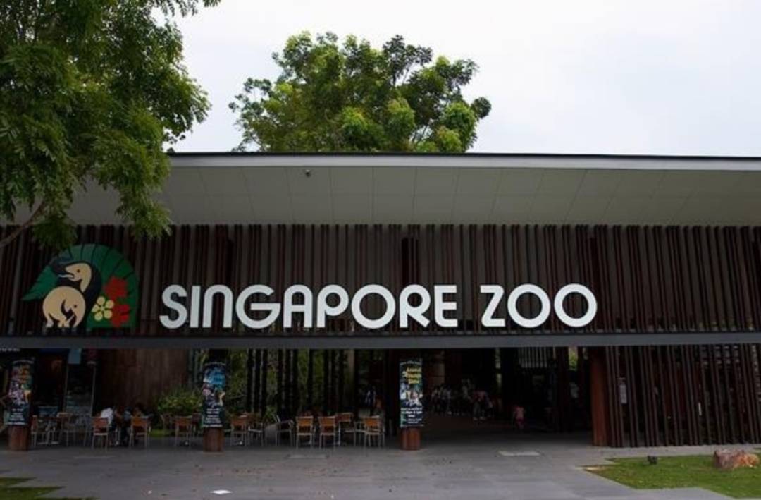 新加坡助力大禮包來襲，免費發環球影城/動物園門票啦