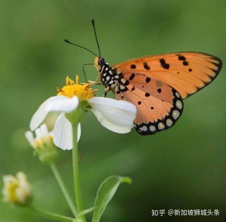 淡滨尼 Tampines: 嬉耍玩乐怎么玩？新加坡最强攻略