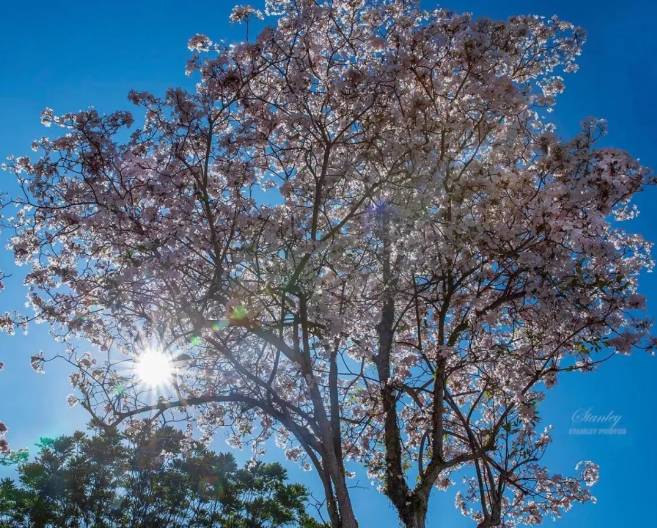 刷屏啦！新加坡秒變花花世界，美到窒息