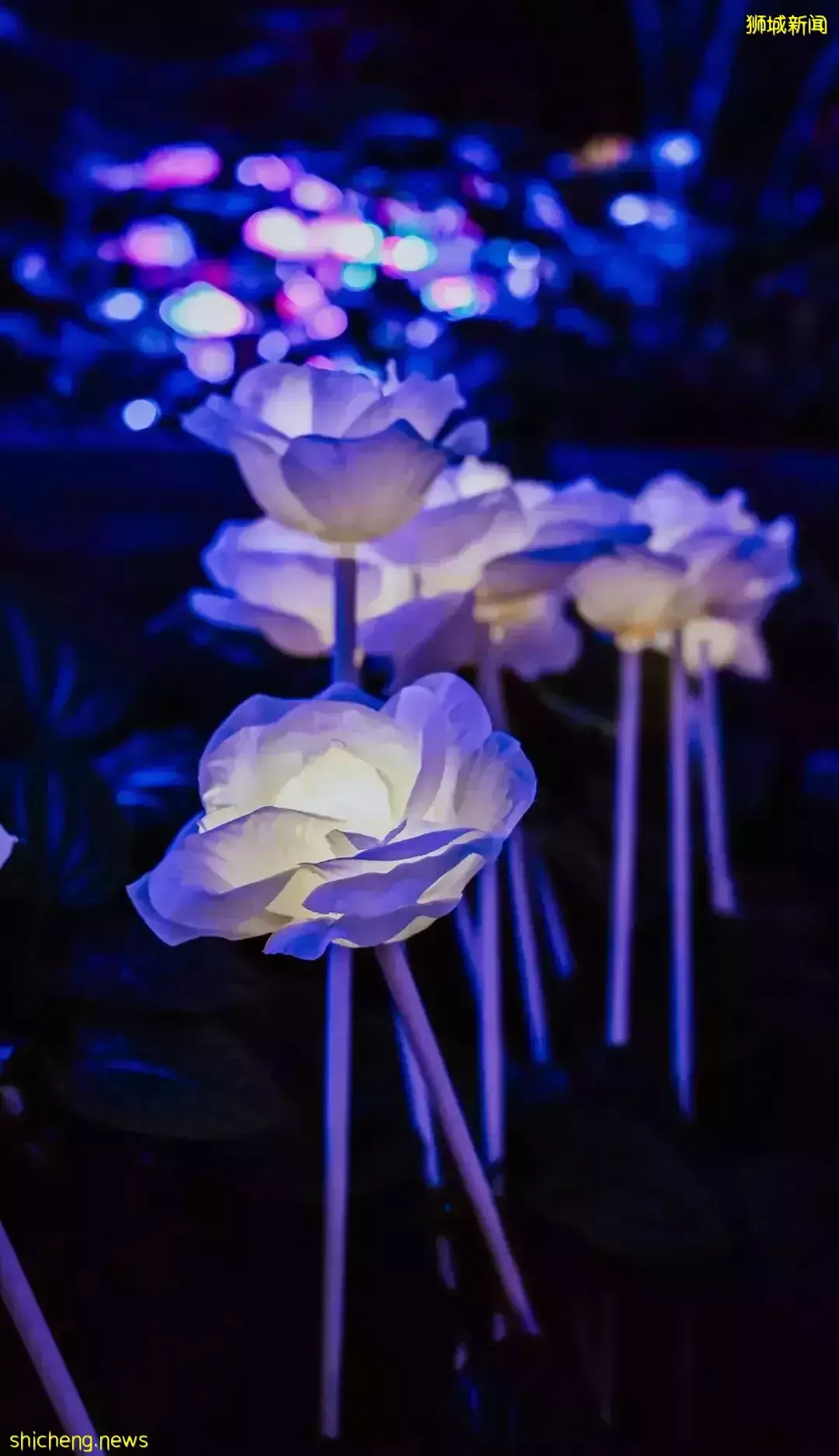 聖誕節來臨 快來新加坡打卡哦