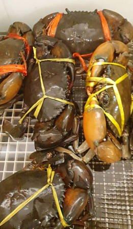 ◤武汉肺炎◢肺炎冲击 中国需求剧减 养殖场半价卖螃蟹