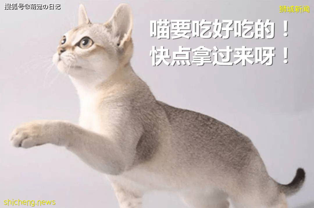 如何饲养新加坡猫?新加坡猫吃什么食物比较好