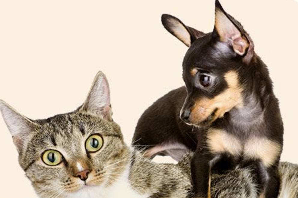 如何從新加坡帶寵物回中國？鏟屎官回國最全攻略！必須收藏