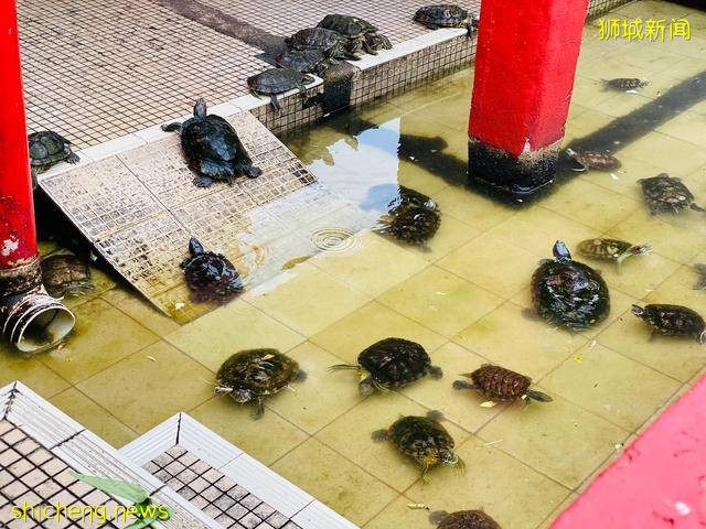 新加坡一個充滿神話色彩的島嶼——龜嶼島Kusu Island