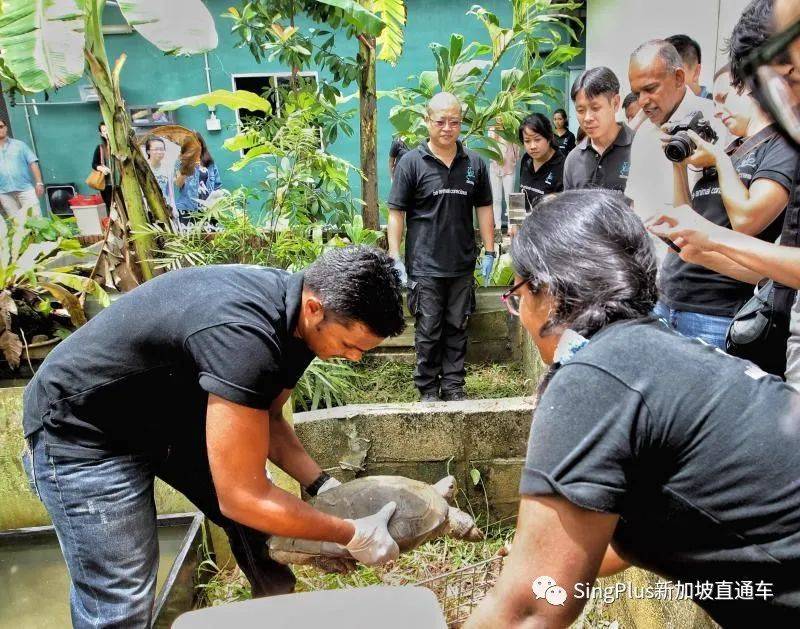 新加坡的野生动物也太不好惹了吧