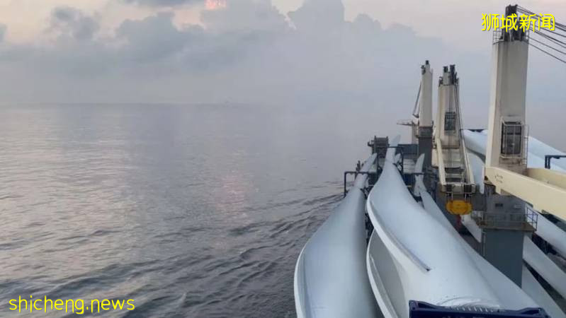 萌宠来袭,新加坡动物园新入稀有长颈鹿