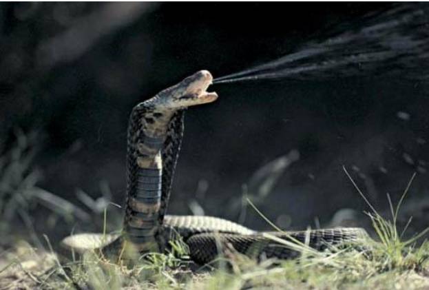 新加坡公园现眼镜蛇VS蟾蜍，天敌对菜鸟的战局居然“和解”了