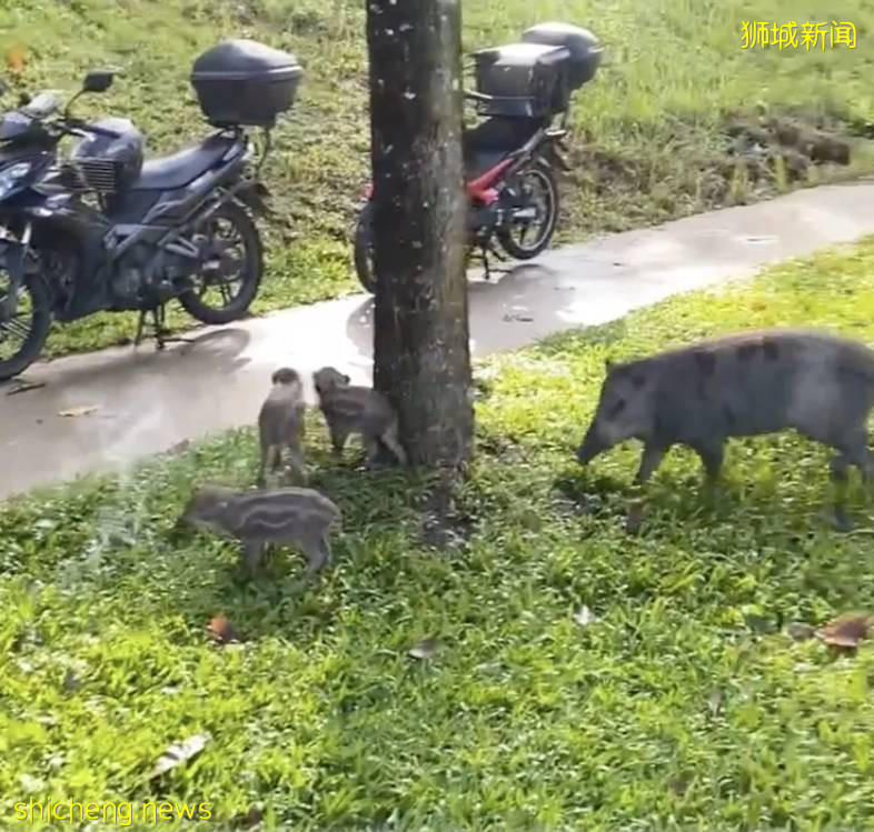 《神奇動物在哪裏之 NTU 篇》