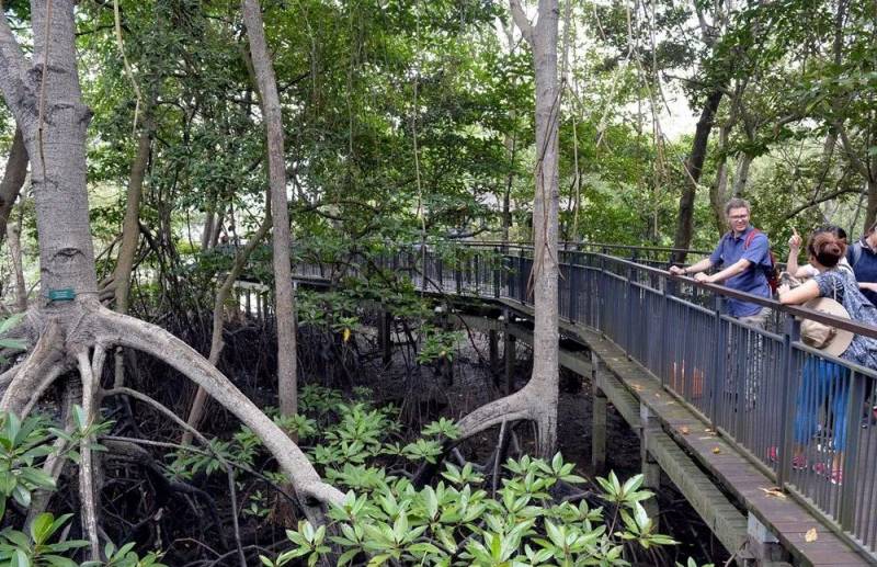 新加坡辣椒螃蟹中的螃蟹竟然來自樹林