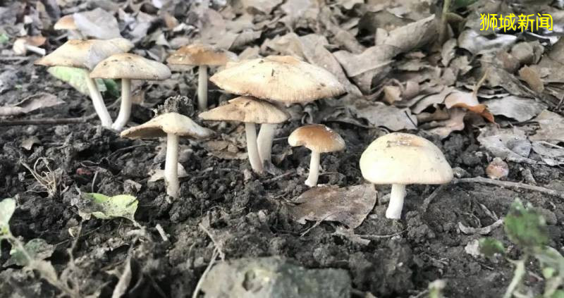 新加坡大雨一直下,媽媽這個是啥蘑菇?能吃嗎?額