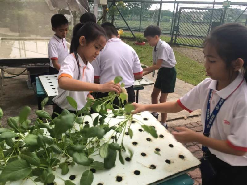 PISA新加坡全球第一！學生最熟悉氣候變化課題，得益于從小接受的環境教育