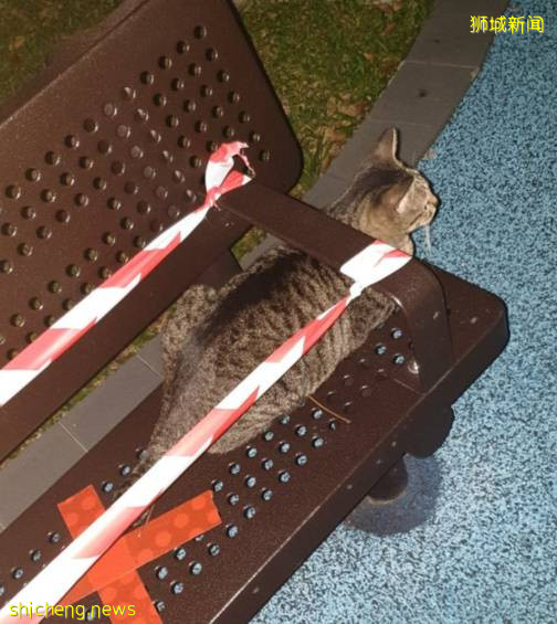 解封後，新加坡有“一對情侶”在馬路上沒戴口罩，公然擁抱!