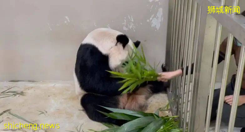 首只誕生在新加坡的大熊貓已長出白色絨毛，“麻麻”忙著照護、“粑粑”忙著吃喝
