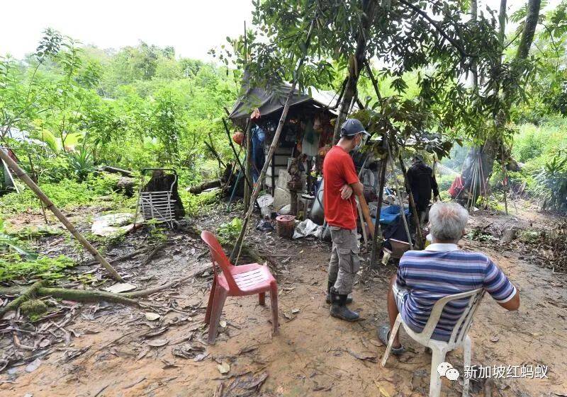 獅城“陶淵明”花10年悄悄在叢林裏開拓“世外桃源”　一朝被徒步者舉報，被令撤離