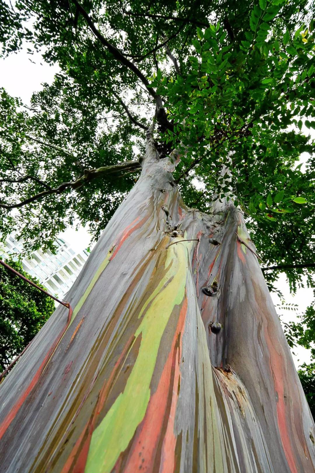 新加坡最美打卡樹集合 一起來看看吧