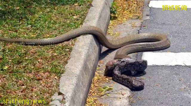小心！有人在新加坡滨海湾花园徒步，被2米蟒蛇咬伤