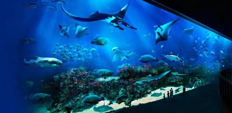 【S.E.A海洋馆 | 新加坡打卡必去】一起去探索神秘海底世界吧