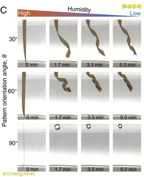 NTU 校长参与!自折叠天然植物材料研发成功