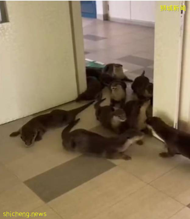 新加坡国立大学再登亚洲第一大学榜首,水獭家族都跑来庆贺,要本科学历的节奏