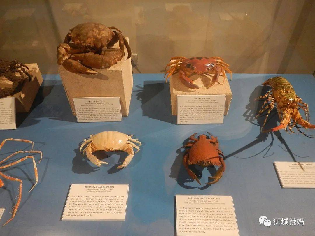 恐龍化石、抹香鯨骨架、初代巨星阿明……100W+動植物標本竟然藏在新加坡這個地方