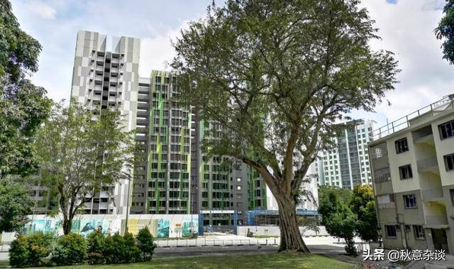 新加坡,全球著名的花园城市,承载着新加坡集体回忆的那些树木