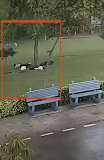 前晚,新加坡电闪雷鸣!美丽也很危险