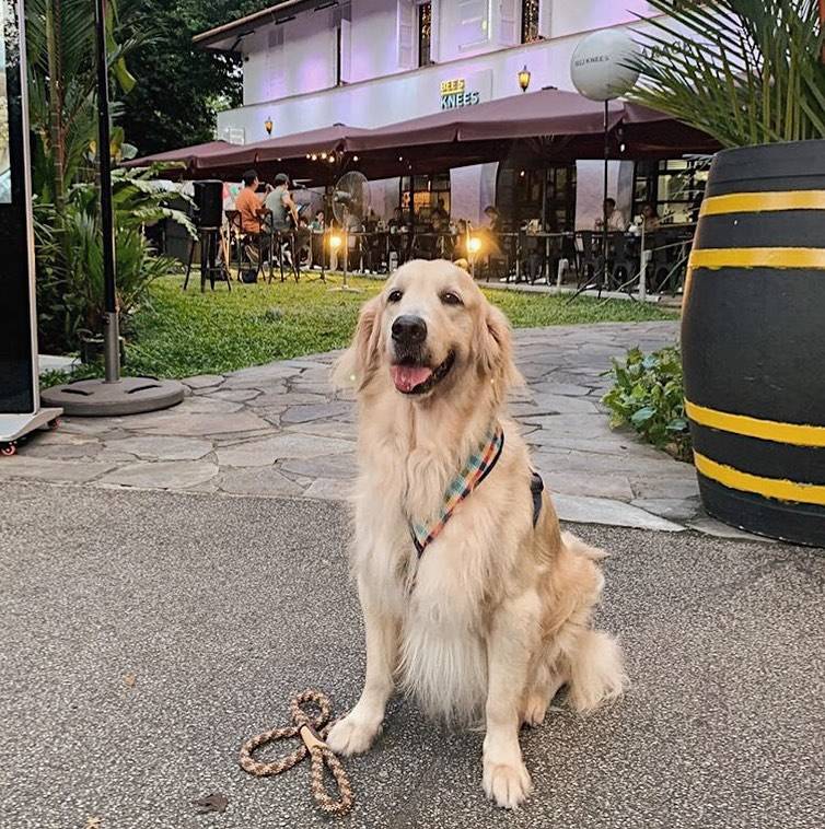 新加坡9家隐居山林的小众咖啡厅! 田园下午茶,绿意约会地