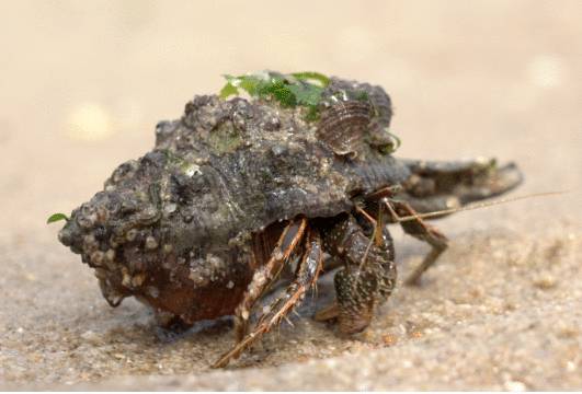 新加坡趕海全攻略!寄居蟹、花蟹、龍蝦、蛤蜊、海星、海參...我挖到寶藏啦