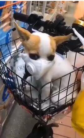 宠物狗核酸检测弱阳性...怪不得新加坡安哥给爱犬戴口罩