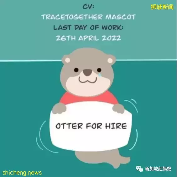 网民不舍“合力追踪”应用的小水獭　当初这只水獭是怎么来的