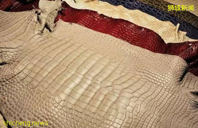 新加坡人看到鳄鱼第一反应:蜂拥围观!抢镜拍照!鳄鱼估计快被吓尿了