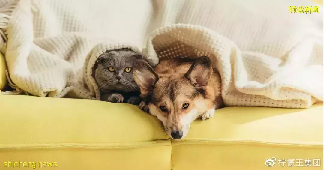 【新加坡房地産】總結公寓(Condominium)的四個優點和缺點,供您參考