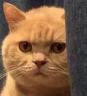 新加坡的这只蟒蛇，活生生吞了一只网红猫