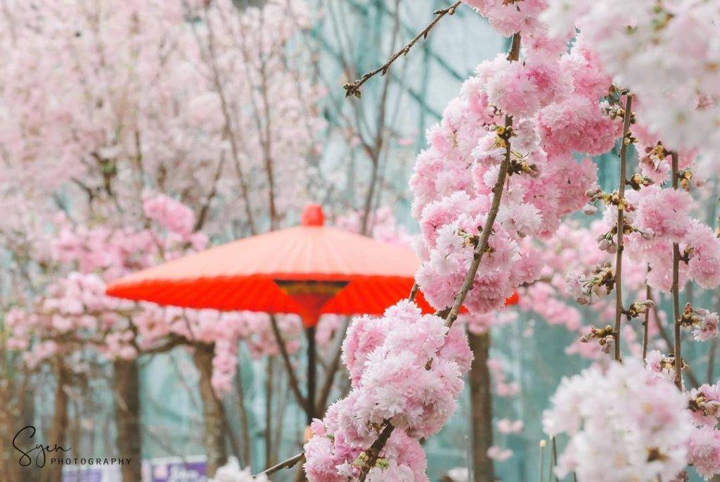 Hello Kitty首降樱花展🌸 滨海湾樱花展增添可爱元素,日本萌宝到场助阵!不能去日本就去滨海湾😎