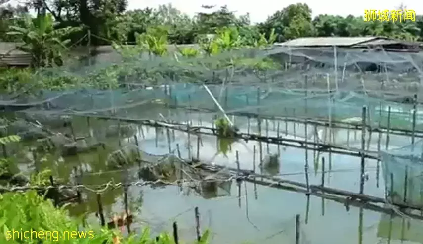 新加坡居然也有小龍蝦養殖場？還享受“總統套房”