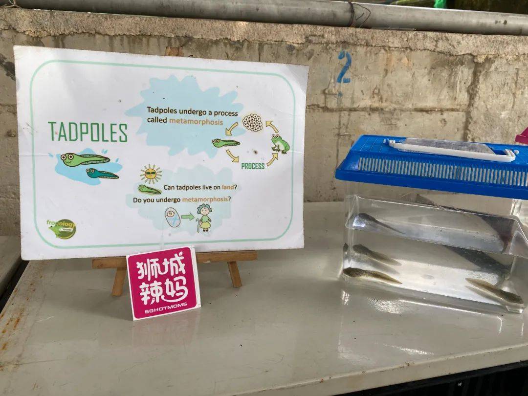 餵羊、擠奶、了解青蛙生長過程,新加坡的農場這麽牛