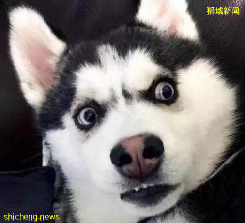 來新加坡這麽久，你竟然沒吃過泡飯