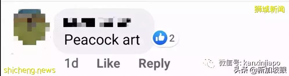 奇葩!新加坡孔雀和黑色轿车“打架”,原来是这个原因