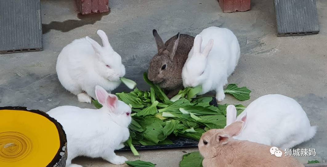新加坡最好玩的海灘公園!趕海、騎馬、劃艇、樹籬迷宮、燒烤露營,超適合家庭出遊