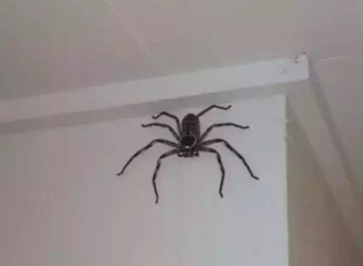 比手掌还大的蜘蛛!新加坡邻里惊现超大猎人蛛