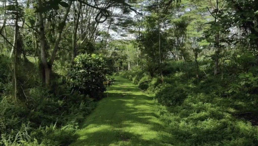 Kranji附近一片原始森林突然被清空開發！本地自然愛好者們表示十分震驚，可惜了