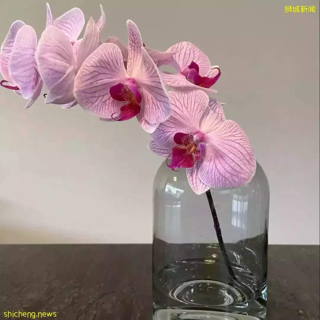 鮮花在熱帶也能養1個月？資深花友新加坡買花、養護大揭秘
