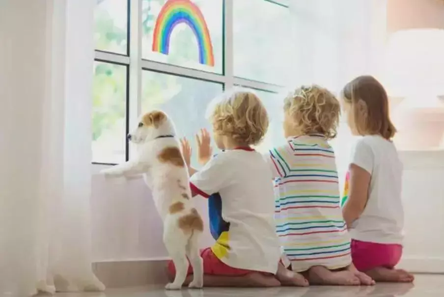 狗兒領養和訓練新標准來啦,新加坡想要養寵物可不是那麽隨便的事兒