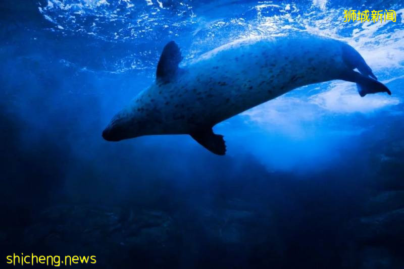 新加坡多个景点重新开放!但需注意