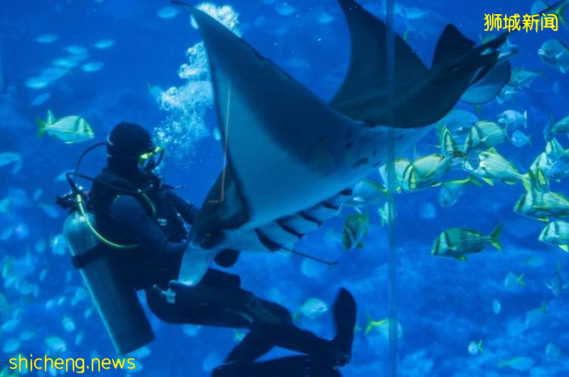 S.E.A海洋馆推出浪漫海底晚餐,感受与Manta共进晚餐的奇妙体验